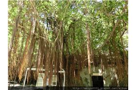 安平樹屋(名家Ethan 關)