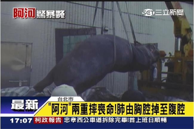 天馬害死阿河？罰50萬、負責人移送