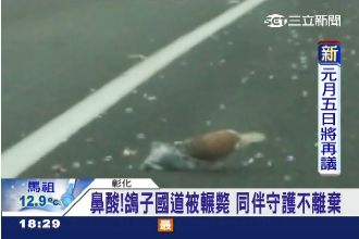 國道鴿子被撞死　同伴守護不離不棄