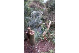 砍樹/宋姮娥臉書