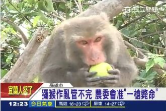 獼猴作亂管不完？農委會下「開殺令」