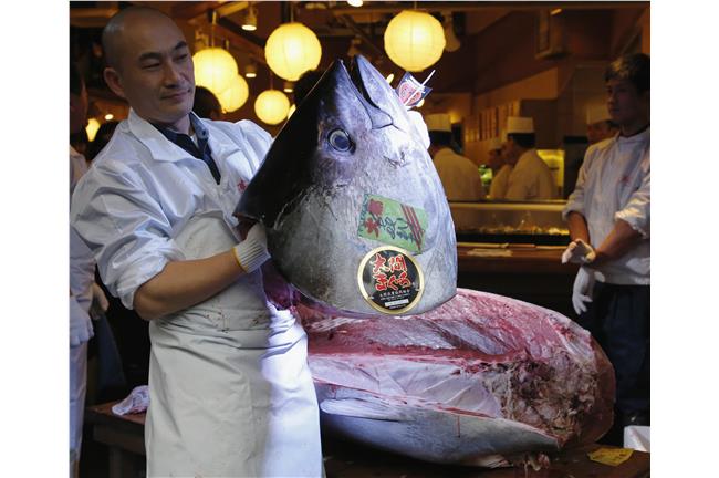 國際壓力　築地黑鮪魚成交價大跌