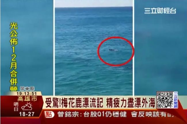 人潮和狗嚇到梅花鹿　亂竄失足掉入海