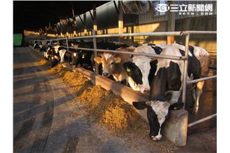 超怕被牛撞到　姚淳耀當牧牛童心驚驚