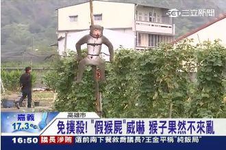驚！殺猴儆猴？猴子這次真的不來亂了