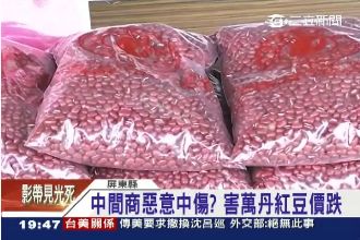 屏紅豆價跌　謠傳農藥殘害慘農民