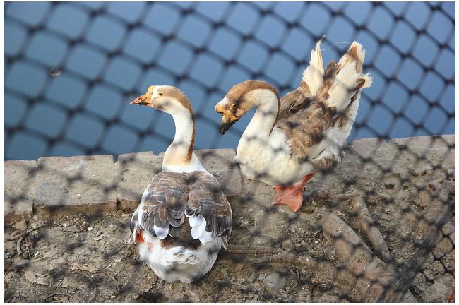 禽流感北移！H5N8確定入侵桃園