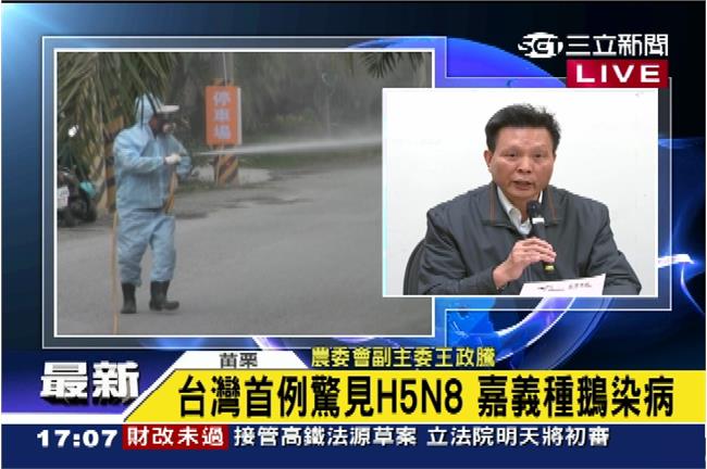 農委會證實：嘉義暴斃鵝群染H5N8