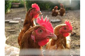 雞(flickr-bigbold-Peter Cooper)