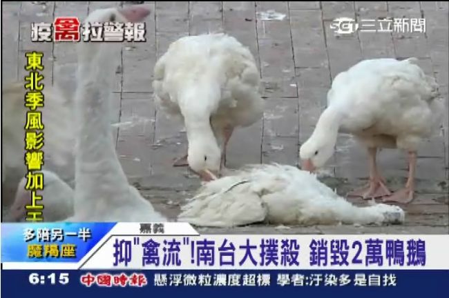 禽流感襲！南台大撲殺　銷毀3萬鴨鵝