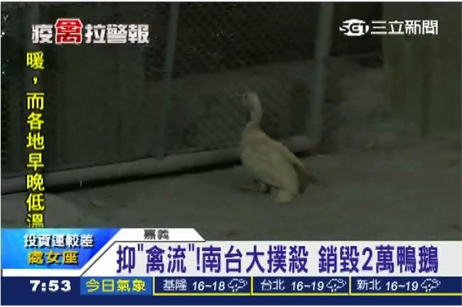 禽流感向北延燒！全台已有38禽場淪陷