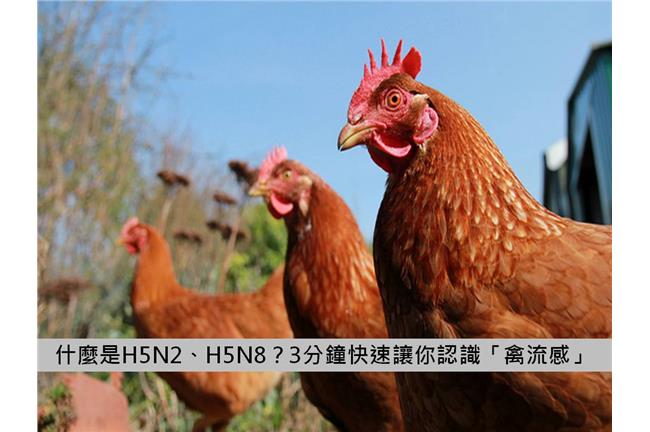 突變病毒更猛！3分鐘讓你認識禽流感