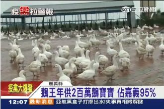 禽流感重創生意　鵝王嘆「讓我滅場」