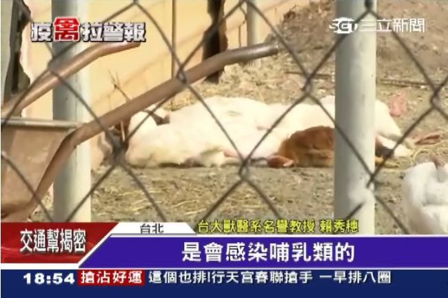 哺乳類曾染病　學者：禽傳人機率很高