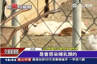 哺乳類曾染病　學者：禽傳人機率很高