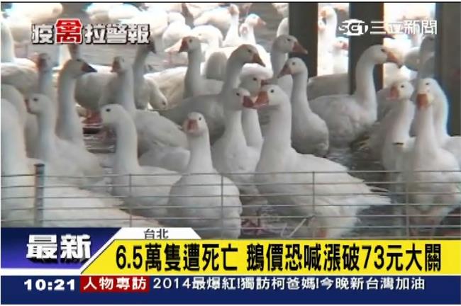 中了！台南一白肉雞場證實染禽流感