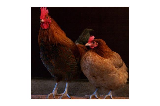 彰化縣土雞場首度驗出H5N2禽流感
