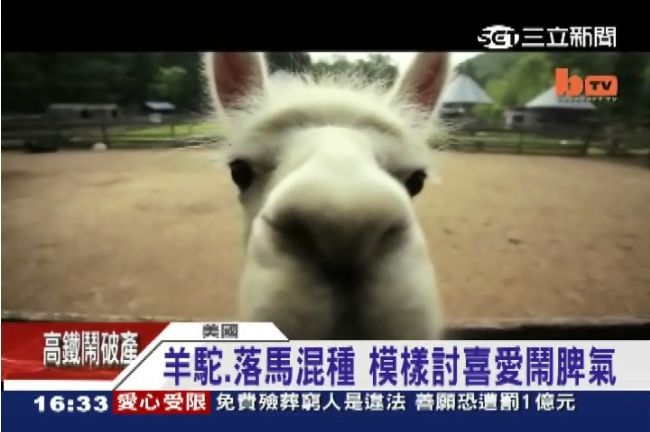 爆料！超可愛草泥馬背後的真面目