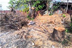 飛燕新村,老書 (搶救「飛雁新村」粉絲團)