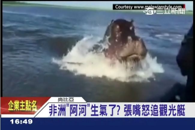 忽有龐然大物！非洲最兇悍哺乳類竟是
