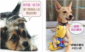 名家（愛毛孩）