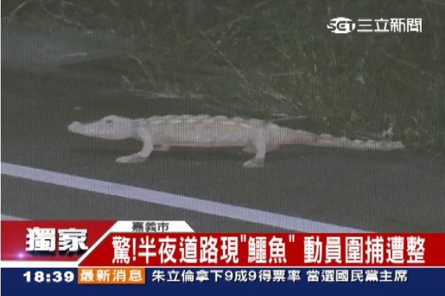 半夜道路出現鱷魚！動員圍捕卻發現…