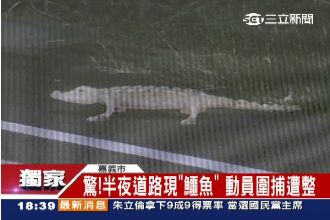 半夜道路出現鱷魚！動員圍捕卻發現…