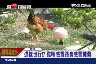 雞鴨鵝感冒怎辦？喝「友露安」糖漿