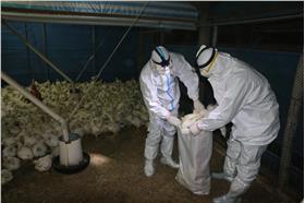 禽流感／賴清德臉書