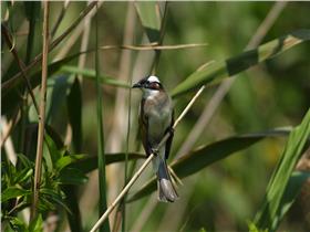 白頭翁 by Alnus 維基CC