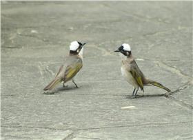 白頭翁 by Dr. Raju Kasambe 維基CC 