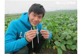 採收毛豆初體驗　讓姚淳耀皮皮剉？