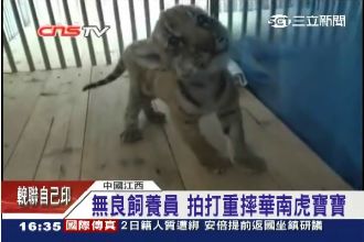 飼養員虐待華南虎　拍打重摔樣樣來