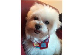 狗,薇娜小編,繁殖場,認養（高靜瑤）