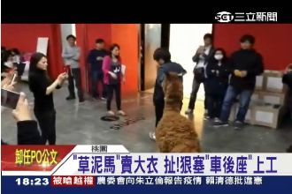 草泥馬無辜進購物台　狠塞車後座上工