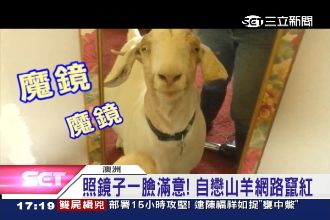 萌萌噠～自戀山羊狂照鏡還送香吻