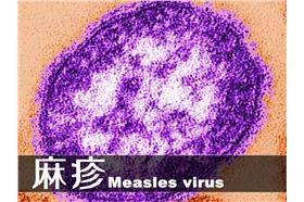 北京爆發麻疹群聚感染/翻攝微博