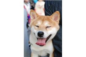 小柴犬(朱凱弘攝)