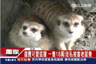 獨／狐獴悲歌　走私來台被當老鼠養