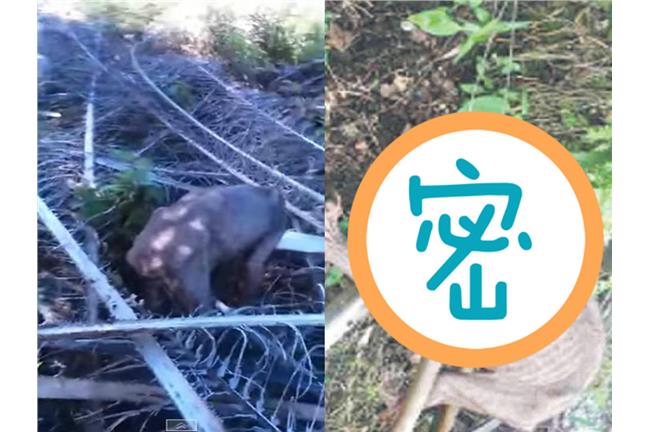 影／印尼樹林驚見「咕嚕」穿梭！？