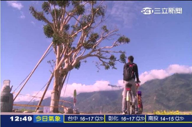 遊客佔道阻農耕　居民揚言鋸金城武樹