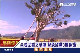 遊客湧入踩踏！「金城武樹」再傳命危