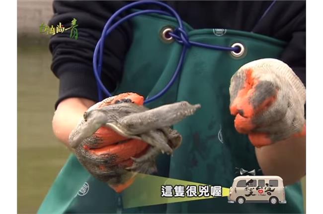鄭志偉陳曉菁愛吃不怕卻被鱉咬？