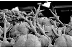 病死雞／Flickr
https://www.flickr.com/photos/mr_kong_t_0927/8232959514/in/photolist-dxw52Q-9ZLXJZ-4bQWYS-afm4dw-isBgd6-995Cxt-6i9mS5-nq21yb-nEYbUu-maDLY4-63sdfw-5bWZgD-5Ns28L-Nxov3-2AKxUz-6XMgDm-8mkufV-STmzC-2AKtic-5M6M8D-2hW6GC-ao9zxz-9YjF46-9YjCyK-9YjV6B-9YjAvr-9Yjgkp-9YjeU6-9YnvwQ-9Ynn4b-2ruHKF-9eCLjJ-ogcCTi-ovEK7m-dYLYZU-dEYPbF-ogcXx4-dMqnik-dQGbRb-dV38fs-79W2MG-dYLZo5-ogd3Bm-ofwFD8-dRyPGV-cL7Cb1-pE7S7G-5Dqjuq-5kE88k-91Tm5p