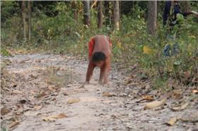 狗人／《鳳凰網》