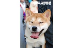 狗狗(朱凱弘攝影)