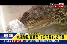 水溝有鱷魚1000