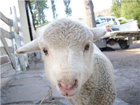 羊（圖／fiickr／Juan Pablo Lauriente）
https://www.flickr.com/photos/jplauriente/3708565849/in/photolist-6DHnqv-8u8j2B-p1XjRJ-ajqJ17-dTAFuK-nGkmpZ-ajqHXh-cY62m7-cY62iJ-cY62gj-cY62ds-cY62bu-cY6295-cY627h-cY624S-cY622f-cY61Zj-cY61Xf-cY61Vm-cY61Tj-5rgeC9-dfLEn2-6oPhsx-e7ak88-e7fYqW-6vnyPH-5rgjg3-5rbY3P-5rghXo-5rbWF8-5rgfV3-5rgfiL-5rbTrH-5rbSR8-5rgcKs-5rgc5J-8ubpzU-8u8hJe-8ubmJm-8ubkyN-8nTV97-8Lkx7F-8Lkx6X-6iWYFS-6iLLQe-6iRvnE-nXzwJW-5rc1F4-pish8i-9fxyHE