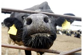 狂牛症,美國,加拿大,美牛, (達志影像／路透)