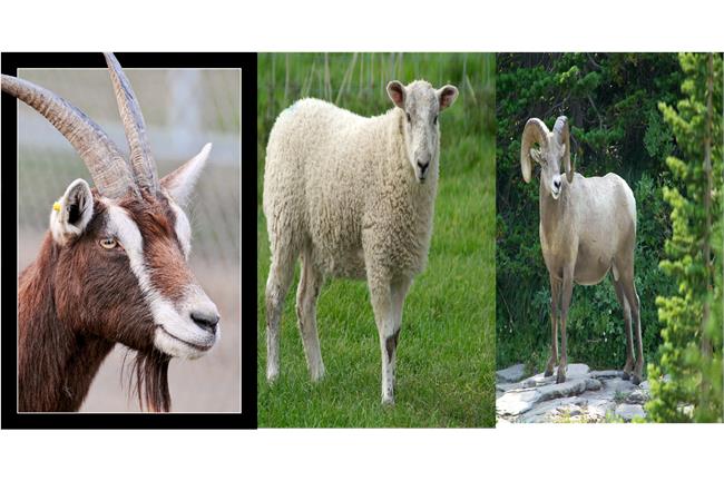 山羊？綿羊？公羊？羊年到底是哪種羊